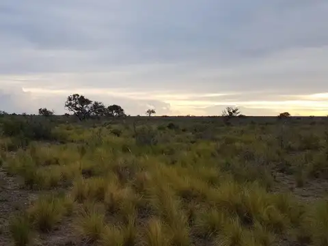 Ruta