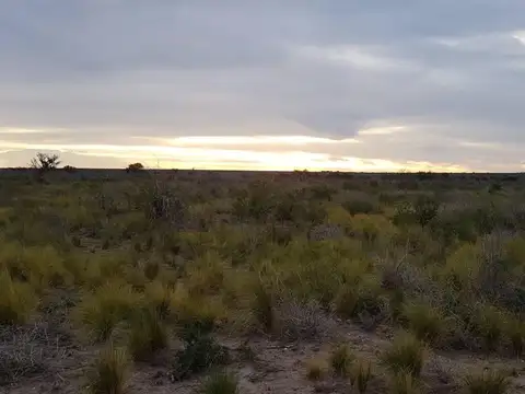 Campo en Venta Agrícola