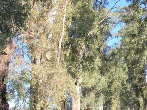 Ruta Provincial 6 100, General Rodriguez, General Rodriguez, Buenos Aires , Piso 0