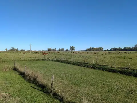Campo de 14 has. en Cuartel Zapiola apto ganadería y agrícola, Lobos, pcia de Buenos Aires