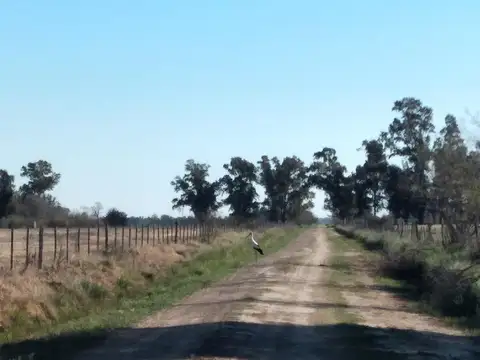 Campo de 14 has. en Cuartel Zapiola apto ganadería y agrícola, Lobos, pcia de Buenos Aires