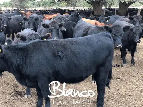 Casa en Alquiler A Estrenar