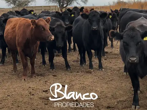 Campo  en Alquiler en Quines, Ayacucho, San Luis
