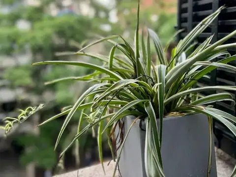 Departamento en Alquiler Temporal de 1 dormitorio