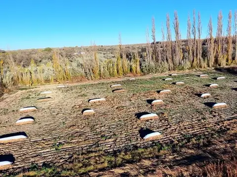 VENTA  HECTAREAS PRODUCTIVAS EN LUIS BELTRAN