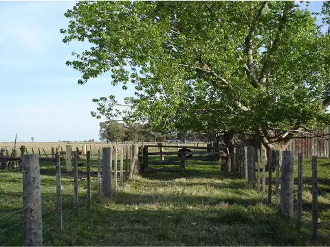 CHACRA EN VENTA, CHASCOMUS - 46 Has SOBRE RUTA 2  