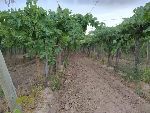 Finca 6,49 has en produccion, carpinteria, pocito