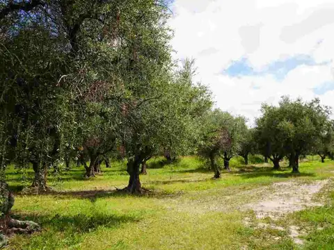 TERRENO EN VENTA, 4.965m2 RUSSELL, MAIPÚ