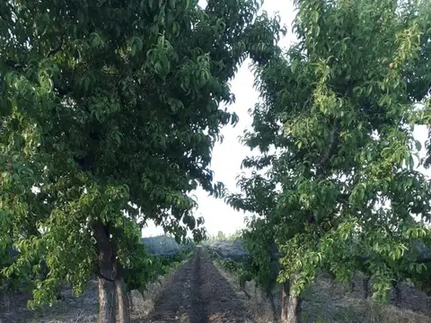 FINCA 2,6 HAS. DE MALBEC CON TELA