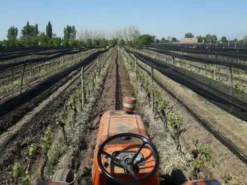 FINCA 2,6 HAS. DE MALBEC CON TELA