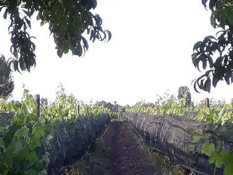 FINCA 2,6 HAS. DE MALBEC CON TELA
