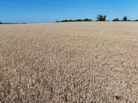 CAMPO EN VENTA - Entre San Justo y CdelU.