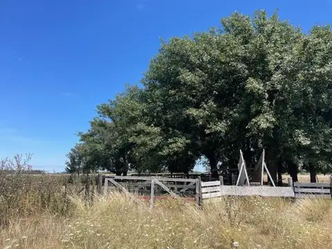 Campo ganadero con mejoras de trabajo y renta