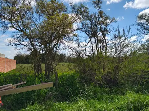P Cereseto 800