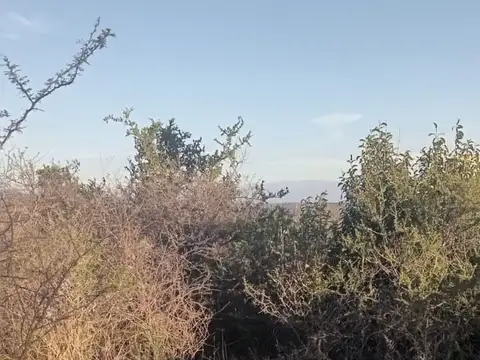 los Nardos y los Corales 100