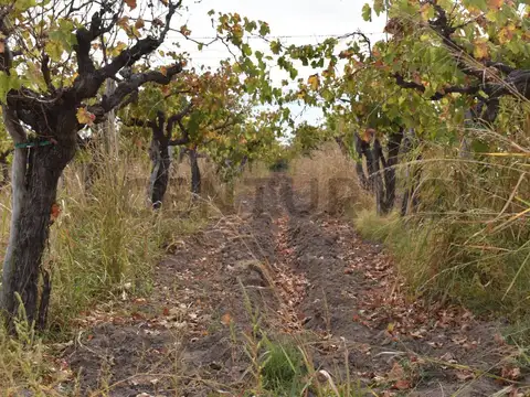 FINCA A LA VENTA SAN MARTIN