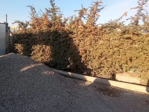 grifoulier 100