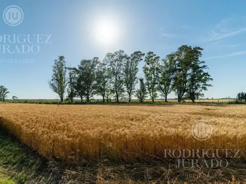 Ruta 31 - San Antonio de Areco 100