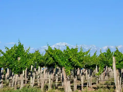 Campo en Venta en Carrizal de Arriba, Luján de Cuyo