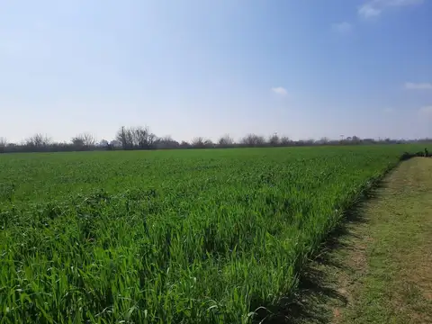 Venta campo productivo sobre Ruta 11