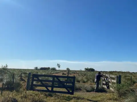 Venta Campo 1500 Ganadero Cria - Vera Tostado San Cristobal