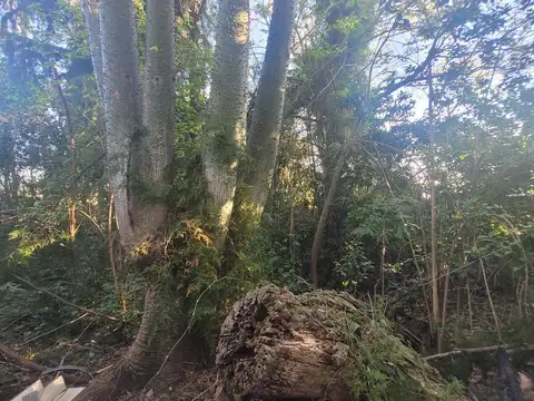 Felix Lope De Vega 500