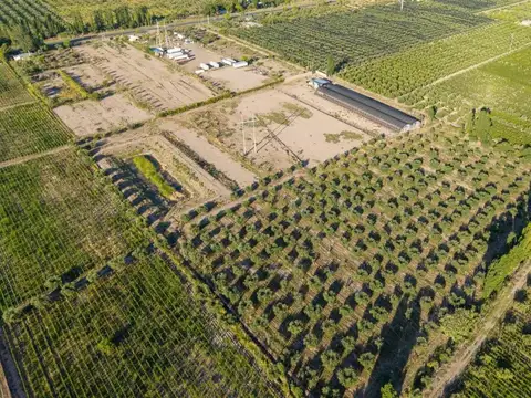 INVERSIÓN CAMPO INVERNÁCULO Y OLIVOS MAIPÚ RUTA 60