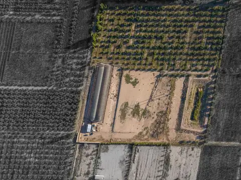 INVERSIÓN CAMPO INVERNÁCULO Y OLIVOS MAIPÚ RUTA 60