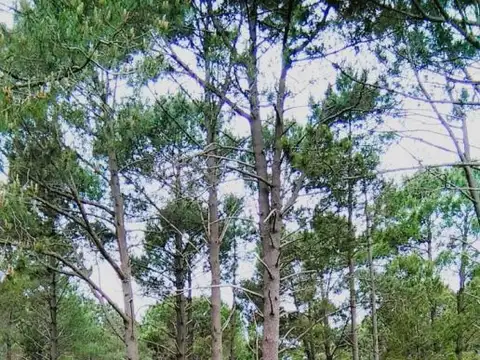 Venta Terreno en Punta Ballena, Gran Oportunidad