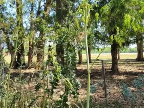 El Remanso 100