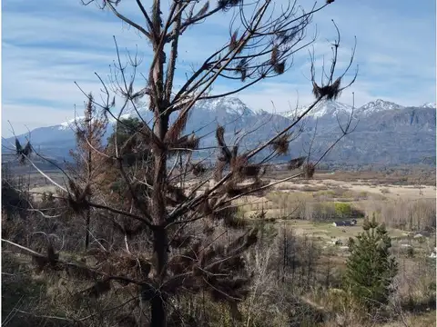 (053) EL HOYO (Rincon Currumahuida) Terreno 2Has. Zona de Viñedos