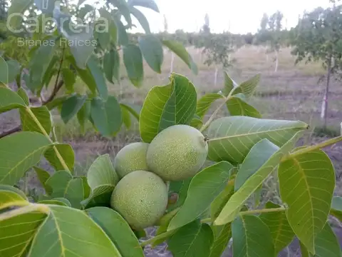 Magallanes y Las Arabias