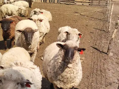 CHACRA EN VENTA EN BRAGADO