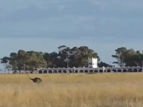 Campo en Venta en Bahia San Blas, Partido de Patagones
