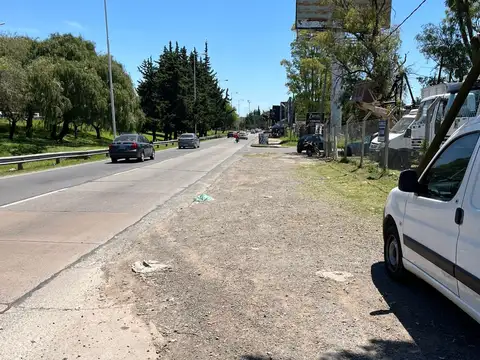 los cardenales y colectora