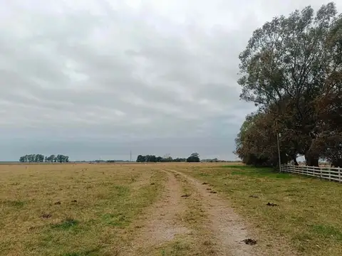CAMPO MIXTO EN VENTA ALVAREZ JONTE - NUEZ PECÁN