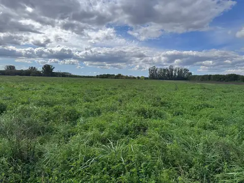 ALQUILER CAMPO – 10 HECTÁREAS CON PASTURA | SAN ANTONIO DE ARECO KM 108.5 EX RUTA 8