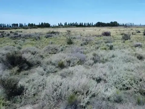 Venta de Finca en San Rafael, Mendoza.