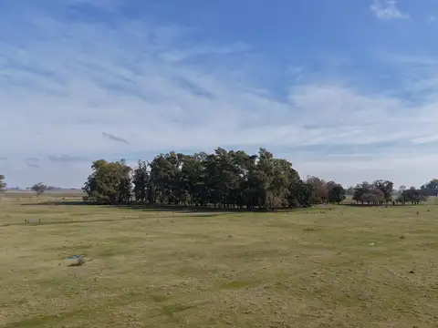 110 Has. Campo Ganadero en Mercedes