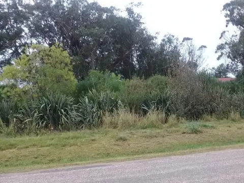 PEDRO DE ANGELIS 3000