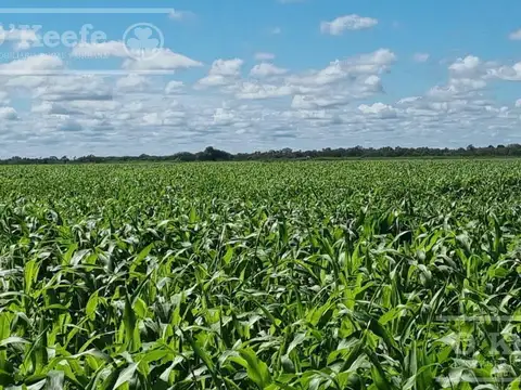 Venta ,excelente Campo Mixto sobre ruta  - 5500 has en Gral Guemes , Formosa.