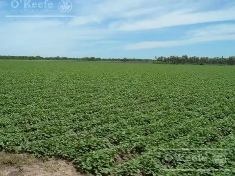 Venta en Formosa Excelente campo mixto 5500 has sobre ruta