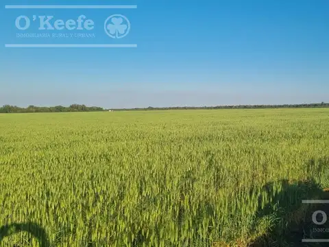 Venta ,excelente Campo Mixto sobre ruta  - 5500 has en Gral Guemes , Formosa.