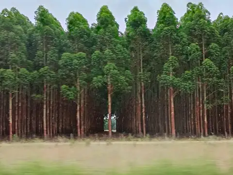 Campo potencial de forestación - Ituzaingó- Corrientes- Argentina