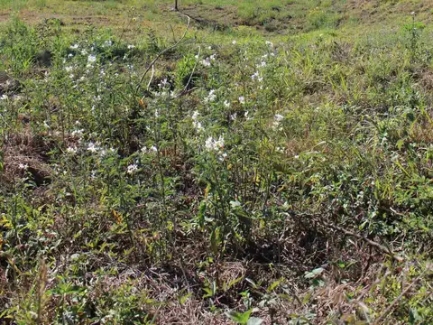Terreno en Venta en Countries y Barrios Cerrados en San Lorenzo, USD 67.000