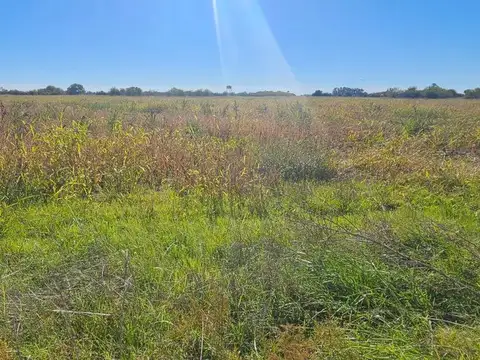 Venta Campo en Navarro  32 Has.  OPORTUNIDAD
