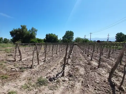 VENTA FINCA PRODUCTIVA 12 HA ALGARROBAL MENDOZA