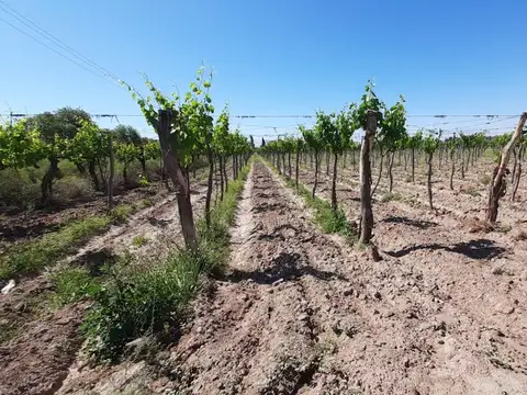 Quinta en Venta en Algarrobal Arriba, USD 220.000