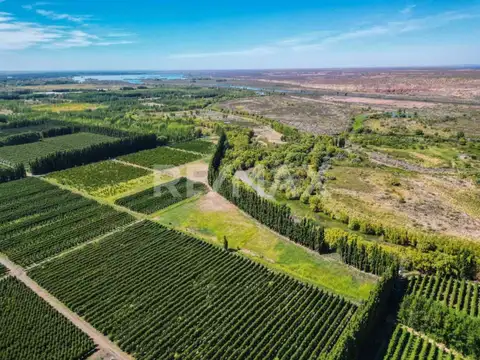 VENTA CHACRA 33,72 HTAS EN PRODUCCION