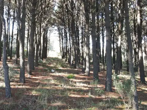 Avenida Don Bosco 1600
